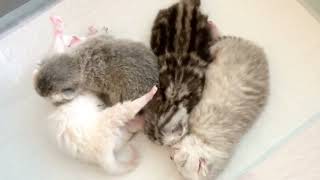 British kittens of cat 🐈 Kylie 👸 1 week old. Британским котятам кошки Кайли 1 неделя. Милашки 🥰