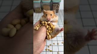 how many nuts fits can fit in a hamster mouth #nuts #hamster #shorts