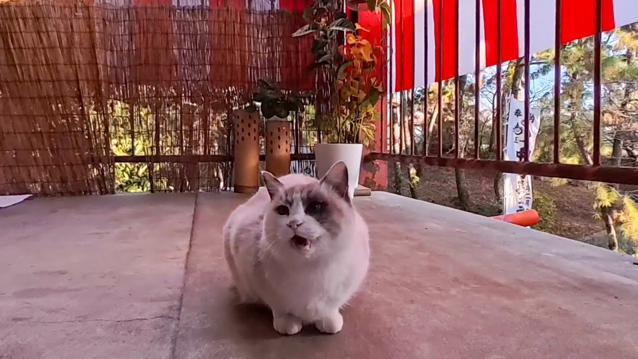 New Year's Eve Cat Walk 🎍 From Shrine to Harbor – Last Healing