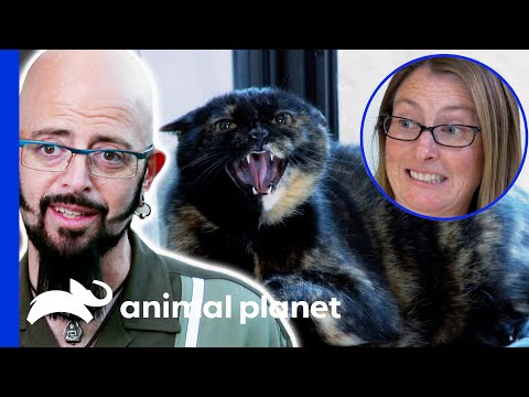 Cat Attacks Owner Whenever She Folds Laundry! | My Cat From Hell