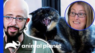 Cat Attacks Owner Whenever She Folds Laundry! | My Cat From Hell