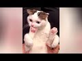 So CUTE and FUNNY  you  39 ll LAUGH REALLY HARD  – Best FUNNY ANIMAL VIDEOS