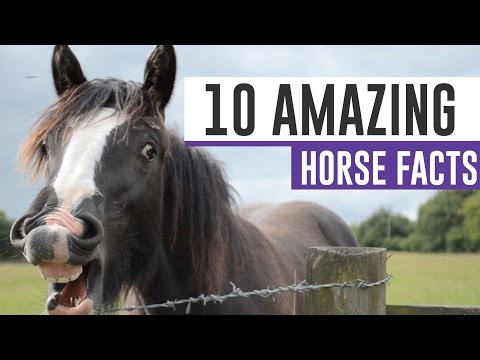 10-amazing-horse-facts-presented-by-triple-crown-feed