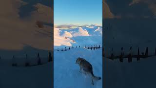 Wolfdog in the snow. Monte Cervati
