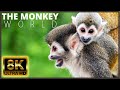 The monkey world 8k ultra u2160 best wildlife animal compilation ever