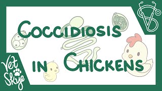 Coccidiosis in Chickens - causes, pathophysiology, life cycle, diagnosis, prevention