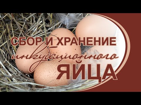 Сбор и хранение инкубационного яйца. Личный опыт