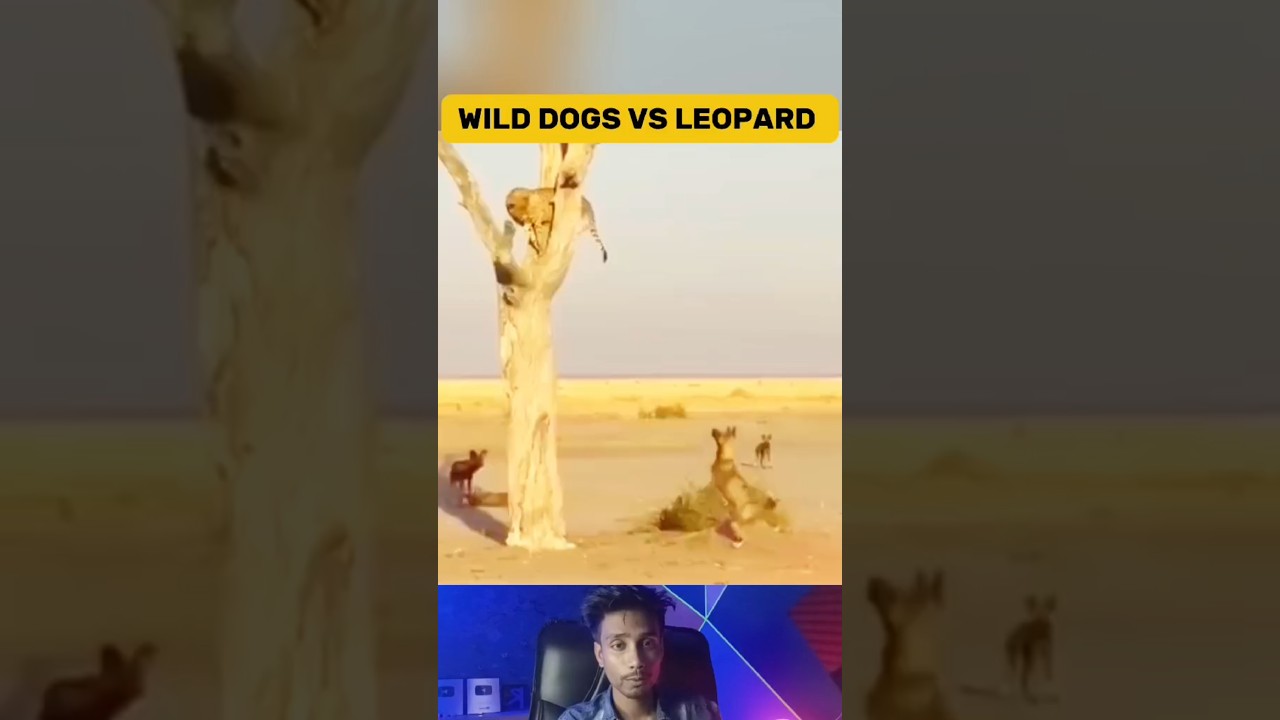 Leopard Get Trapped in Wild Dog's Territory | Wild Dogs Attack Leopard