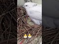 Голуби-Народження пташенят)🐣🐣