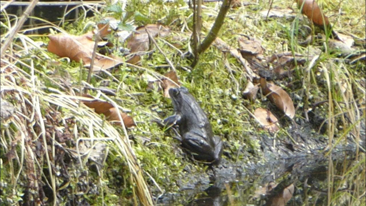 Moorfrosch (Rana arvalis) aus der Familie der Echten Frösche 29.März2021 YouTube