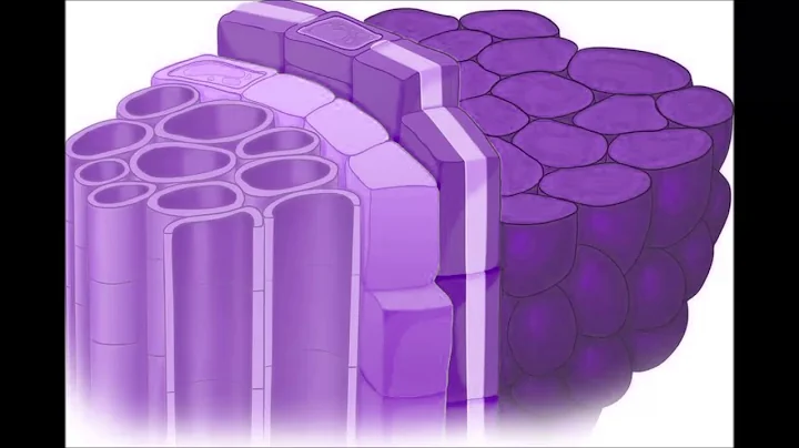 Casparian Strip by Jonesey