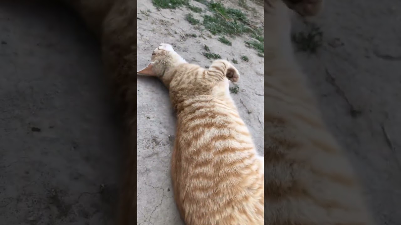 Orange cat enjoying sun😍✨ 