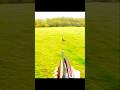 deer hunt so very beautiful shot #wildlife#wildlife #загоннаяохота #deerhunting#animals