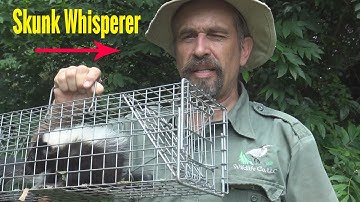 Removing Skunks in Crawlspaces, Under Sheds, and Under Porches