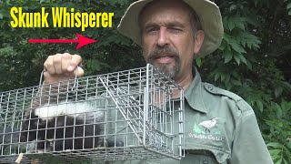 Removing Skunks In Crawlspaces, Under Sheds, And Under Porches