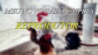 Meu Novo Galo Caipira Reprodutor