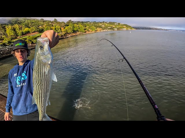 Super Relaxing Day Of Striped Bass Fishing In The Bay Area 