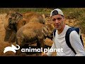 Chapuzón con elefantes asiáticos | Wild Frank en India | Animal Planet