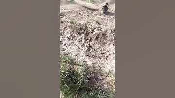 Why Saving Trees Will Save Humanity #shortfeed 4K Video