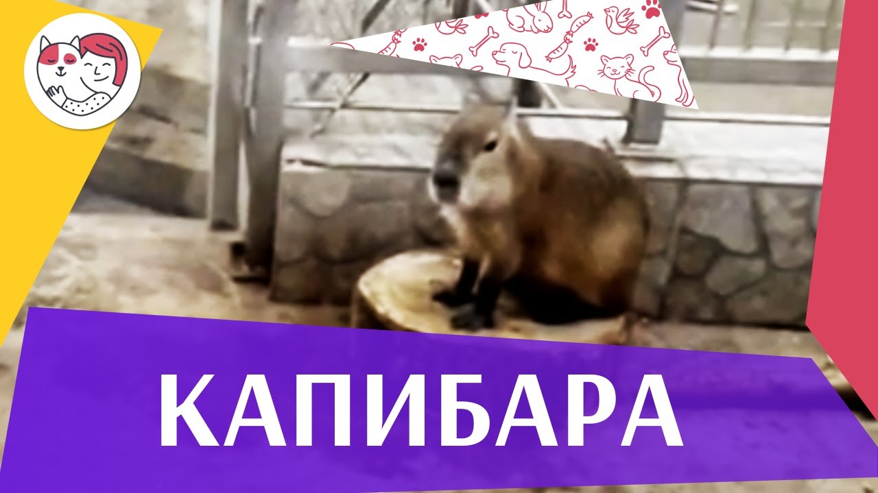 питомцы кукол лол Капибара Повадки на ilikepet
