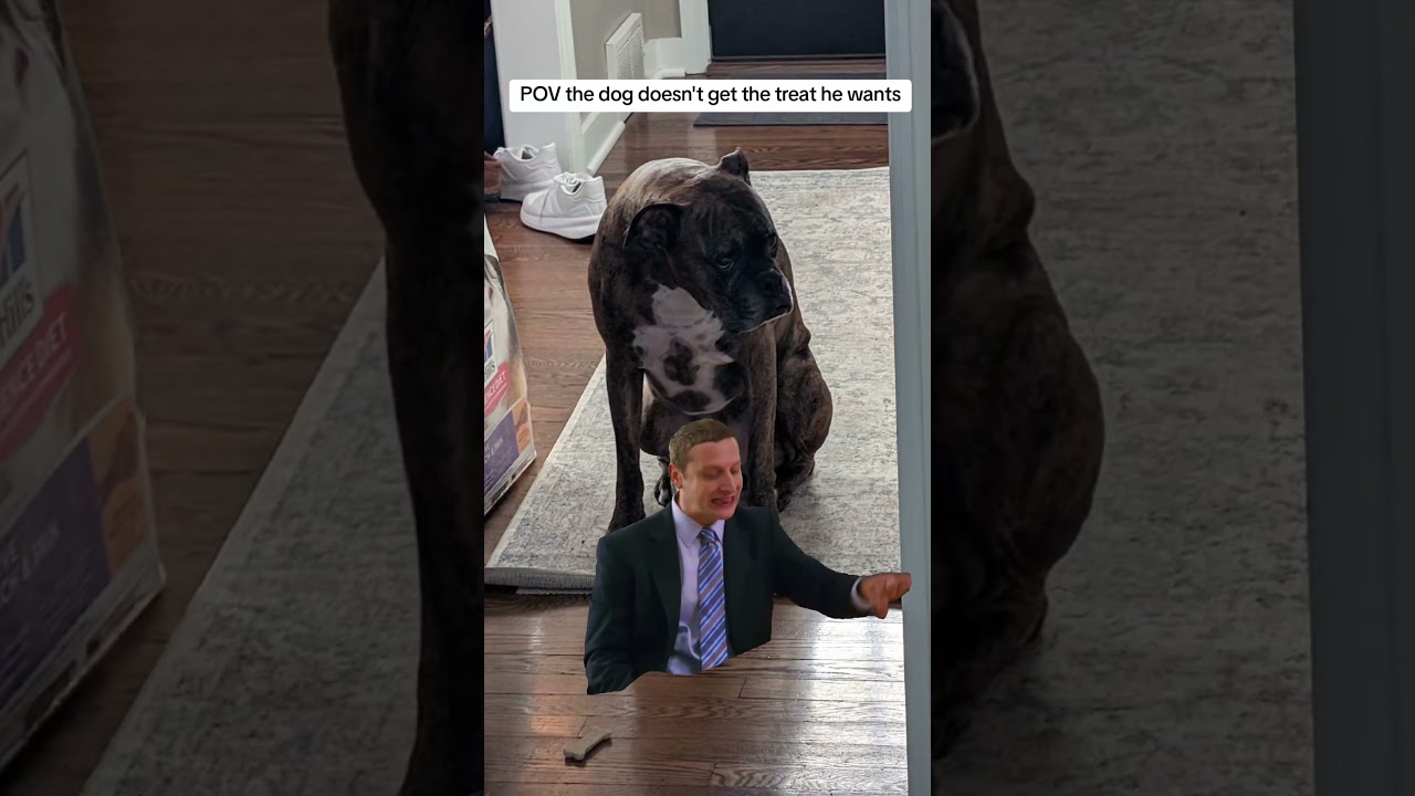 life is hard my freeloading furry friend #meme #boxer #dogsofyoutube #shorts