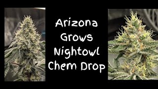 Arizona Grows Excited About The Nightowl Seed Drop