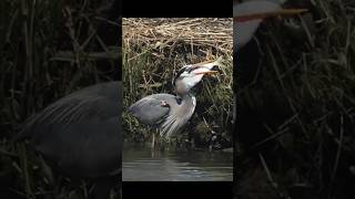 This bird is catching a fish & swallowing it? fishing
