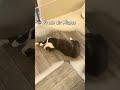 Our Cats Difficult Life