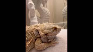 Metal bearded dragon