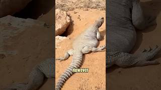 The Truth About Sanda From Magical Oil To Arabian Delicacy