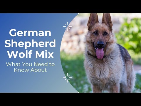 This is What You Need to Know About the German Shepherd Wolf Mix