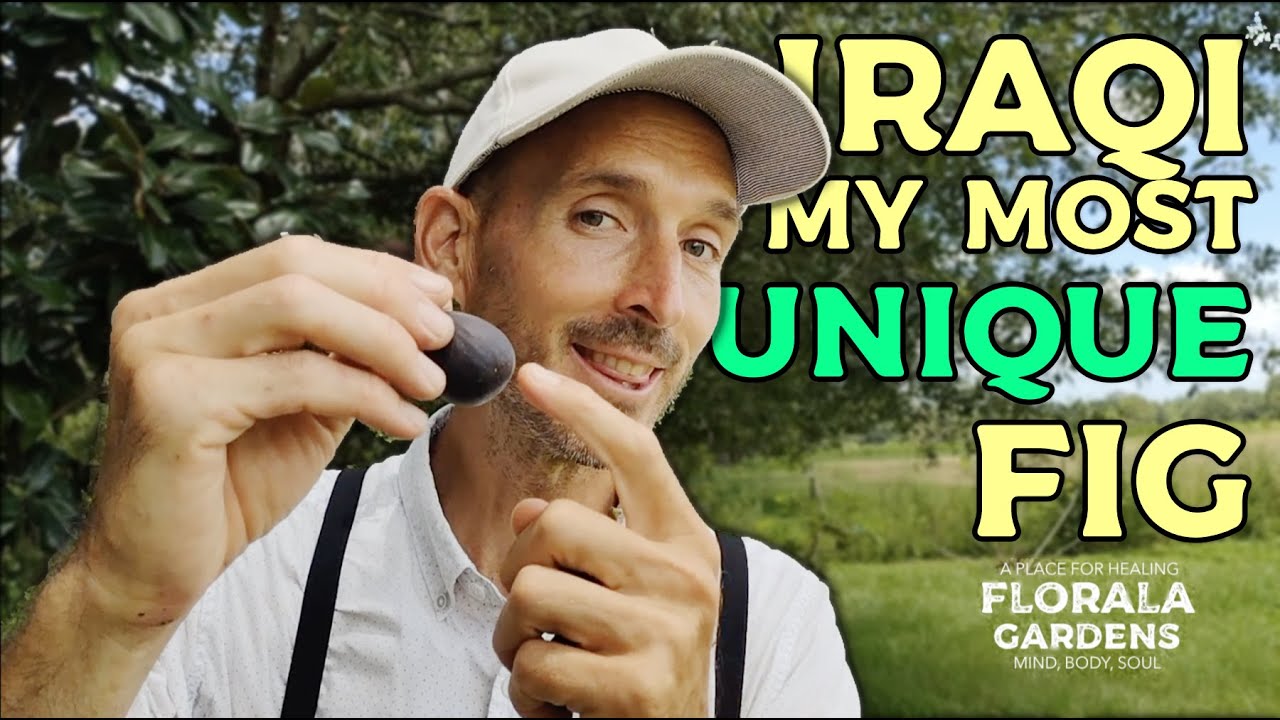 IRAQI is my most unique FIG variety