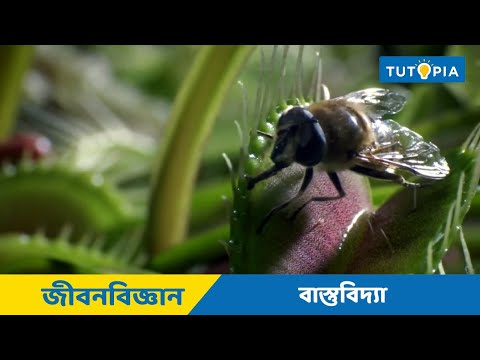 ভিডিও: বাস্তুবিদ্যাই জীবন