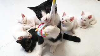 保護子猫5匹と一緒におもちゃで遊ぶ先住猫