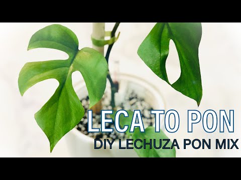 Is this normal when transitioning to lechuza pon? See more in comments. :  r/SemiHydro