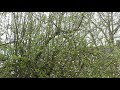 Tree 1 slow tv  can you see the bird no sound