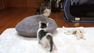 困惑してワンワンと言っちゃうねこ。-Maru is confused and speaks like a dog.-