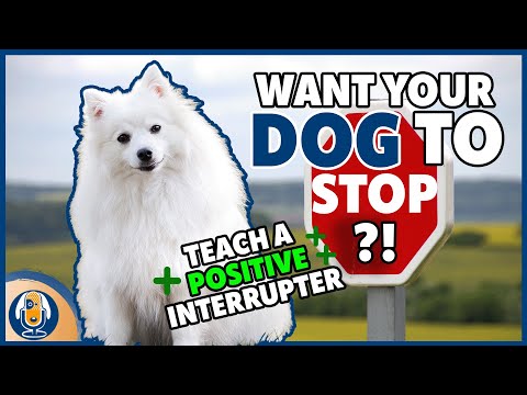 Teach Your Dog