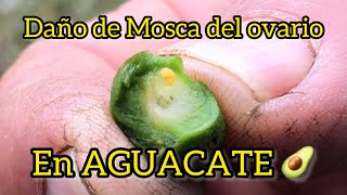 macaronesiaaguacates - SABÍAS QUÉ? El aguacate presenta un  comportamiento en su floración que se denomina dicogamia protoginia. Se  llama dicogamia a la separación temporal en la maduración de los sexos de  una