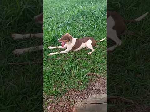 Vídeo: Um cão cansado é um bom cão