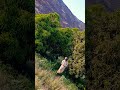 Youtube I Was Visiting A Mango Orchard In The Desert Of Saudi Arabia