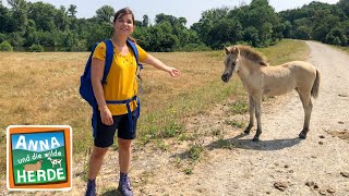 Goldschakal gesichtet | Reportage für Kinder | Anna und die wilde Herde | 03 by Wilde Tierwelt 154,283 views 3 weeks ago 24 minutes