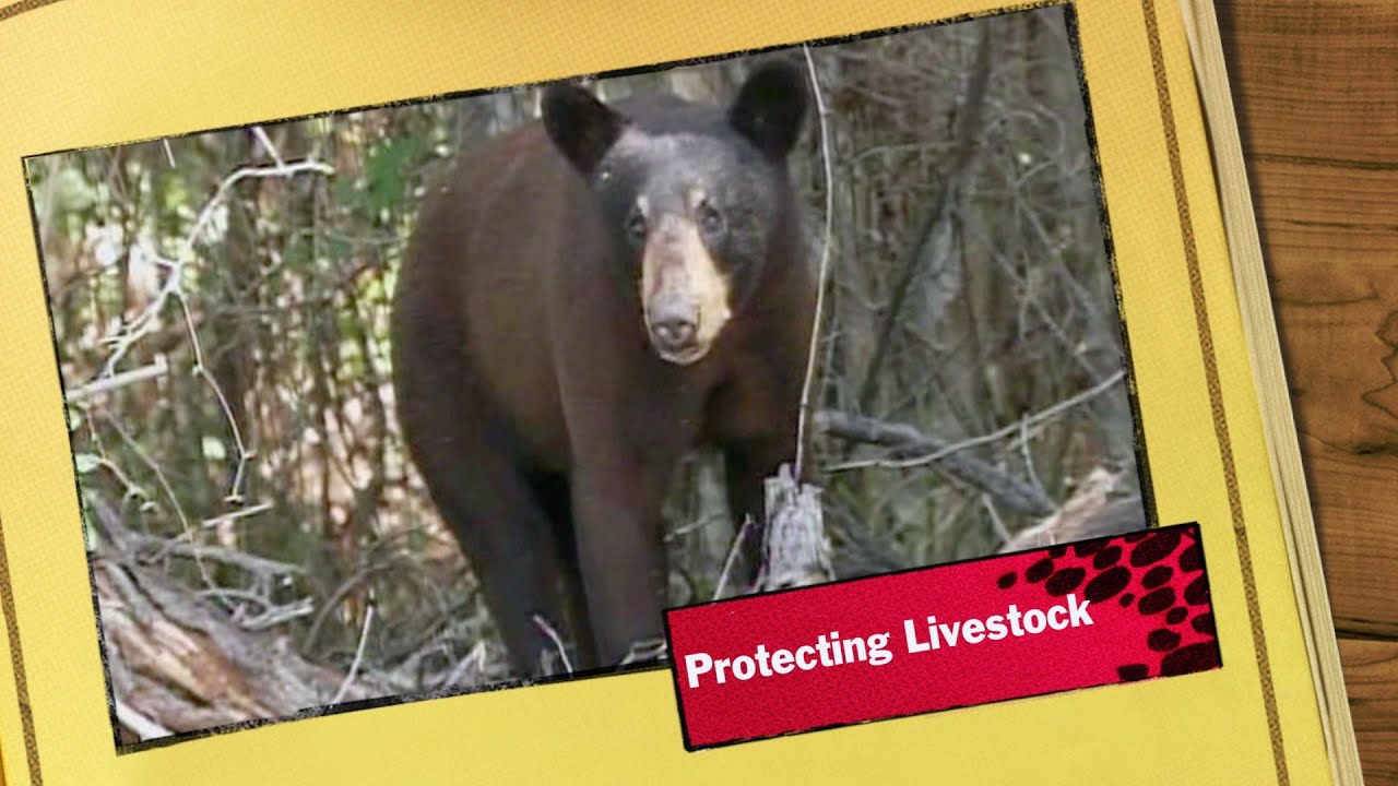 Protecting Livestock