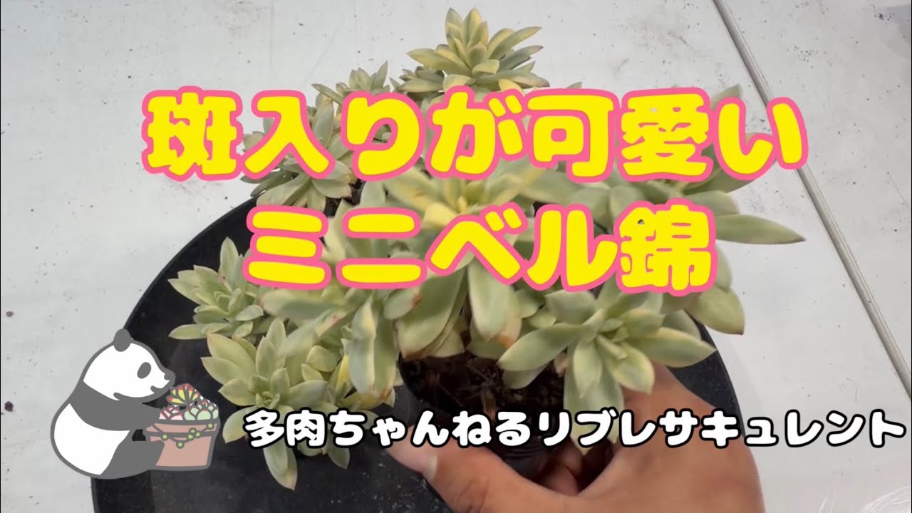 Succulents] Minibelle Nishiki with adorable variegation - YouTube