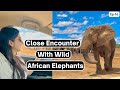 Wild African Elephants Came So Close To Our Car | Incredible encounter with herds of elephants