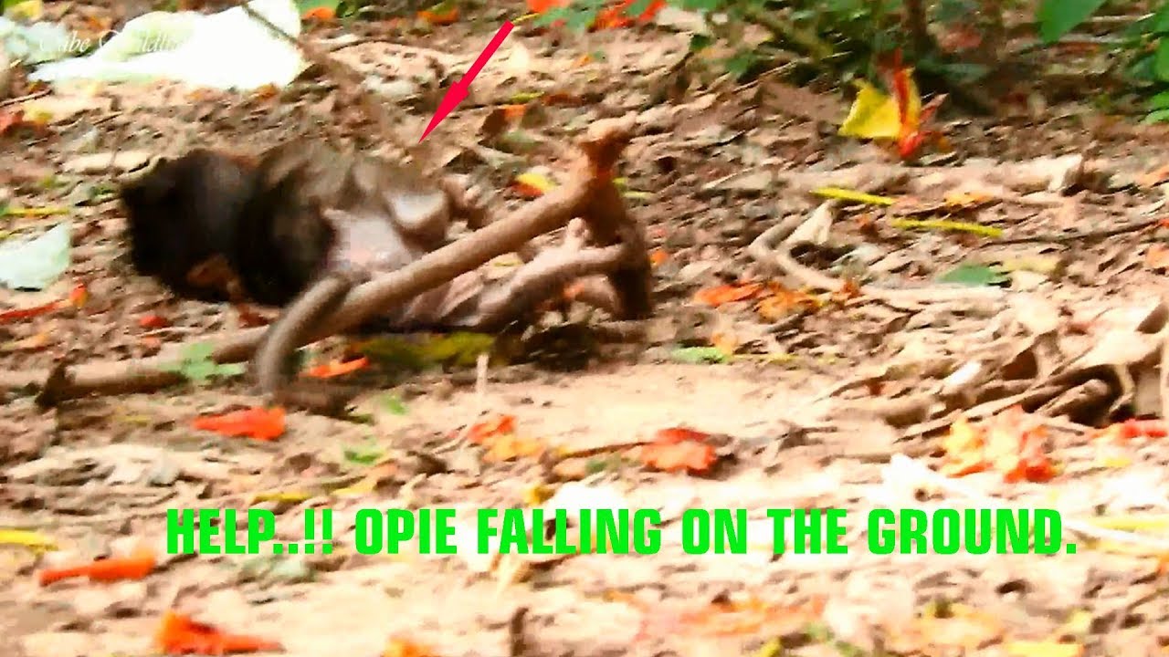petco hours Oh, Really Big Sad Tiny Baby OPIE Falling On the Ground cos Playing & Climbing on the Branch Tree.