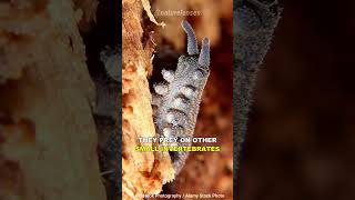 This Worm Can Shoot Slime Out Of Its Head