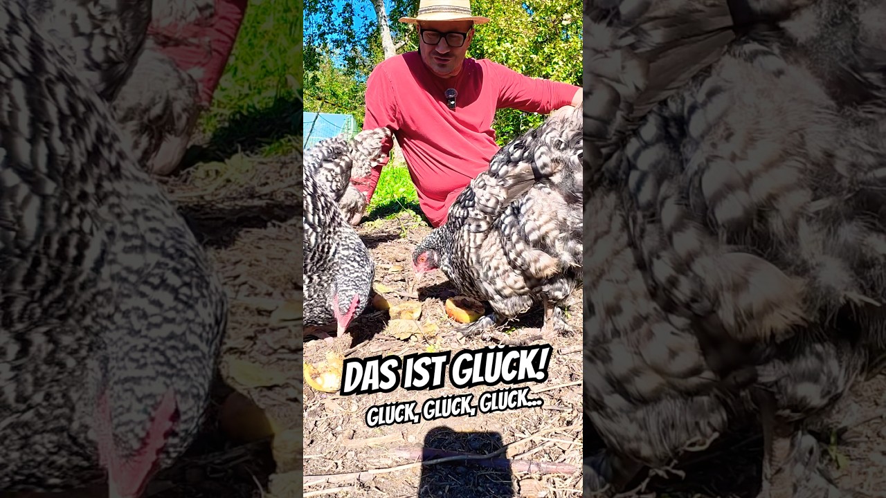 Glücklich mit Hühnern 🥰 #selbstversorgung