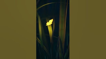 Glowing Butterfly Blender 3D Animation