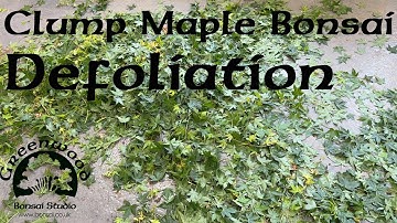 Specimen Clump Style Maple Defoliation - Greenwood Bonsai